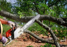 Best Tree and Shrub Care  in Lake Riverside, CA