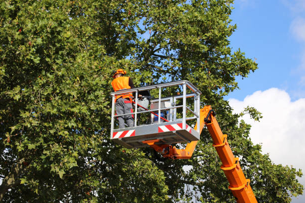 Best Emergency Tree Removal  in Lake Riverside, CA