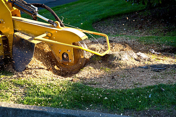  Lake Riverside, CA Tree Removal Pros